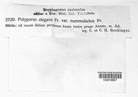 Polyporus leptocephalus image